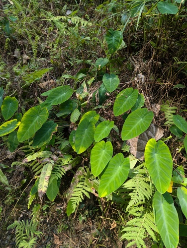 Colocasia fallax, photograph 2