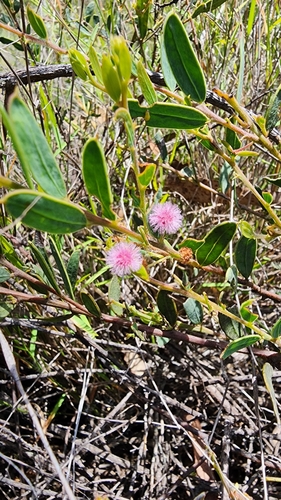 Acacia purpureapetala, 2025-02-26
