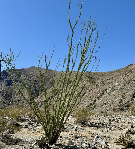 iNaturalist observation photo of Fouquieria splendens splendens