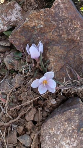 Colchicum triphyllum