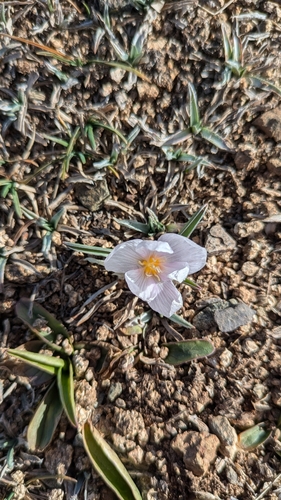 Colchicum triphyllum