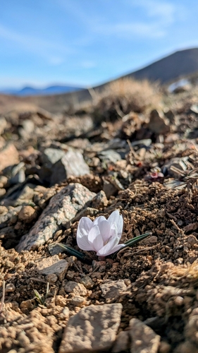 Colchicum triphyllum