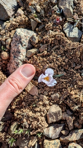 Colchicum triphyllum