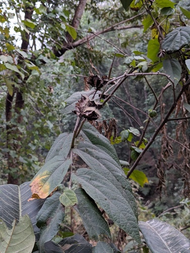 Abroma augustum, photograph 4