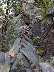 Abroma augustum, photograph Sagnik Dutta Roy, CC BY, iNaturalist via GBIF