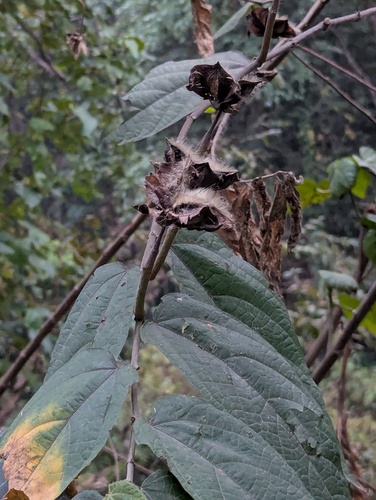 Abroma augustum