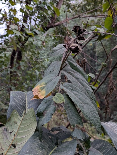 Abroma augustum, photograph 2