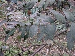 Abroma augustum, photograph Sagnik Dutta Roy, CC BY, iNaturalist via GBIF