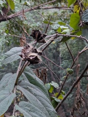 Abroma augustum, photograph Sagnik Dutta Roy, CC BY, iNaturalist via GBIF