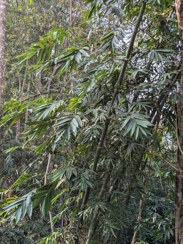 Dendrocalamus hamiltonii, photograph 3