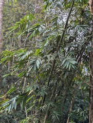 (c) Sagnik Dutta Roy, some rights reserved (CC BY) Dendrocalamus hamiltonii, photograph (c) Sagnik Dutta Roy, some rights reserved (CC BY)