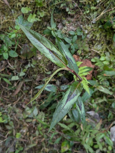 Persicaria microcephala, photograph 4