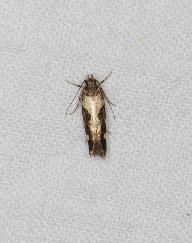 Red-necked Peanutworm Moth from Tool, TX 75143, USA on August 05, 2019 ...