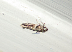 Recurvaria nanella