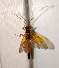 Opheltes glaucopterus barberi