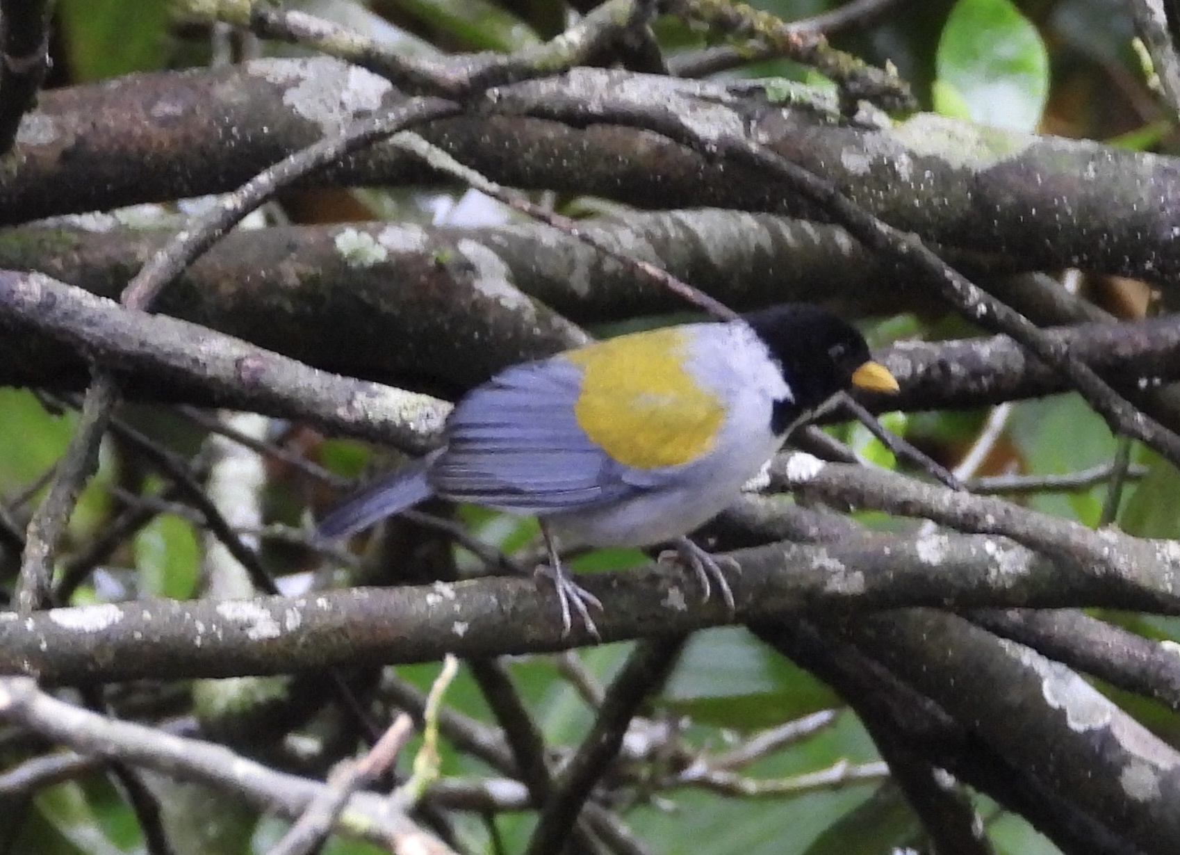 Golden-winged Sparrow (Arremon schlegeli), photo 3