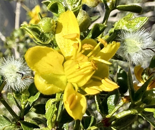 iNaturalist observation photo of Creosote Bush