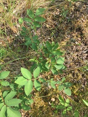 Rosa acicularis acicularis