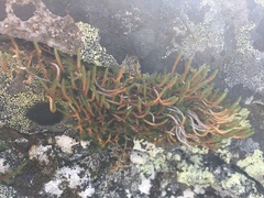 Selaginella sibirica