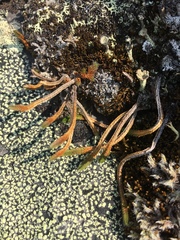 Selaginella sibirica