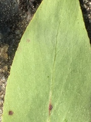 Salix arbusculoides
