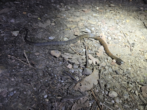 Tiger Snake sighting