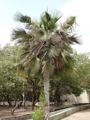 Copernicia tectorum, photograph author not stated, no rights reserved