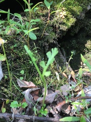 Botrychium minganense