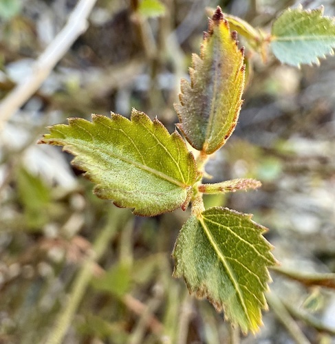iNaturalist observation photo of California ayenia