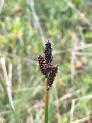 Carex lugens
