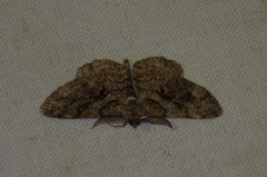 Peribatodes secundaria