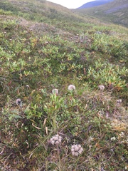 Saussurea angustifolia