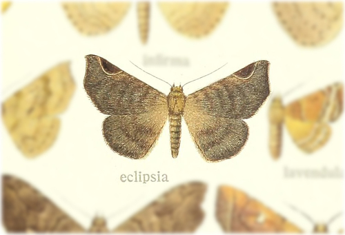 Focillopis eclipsia
