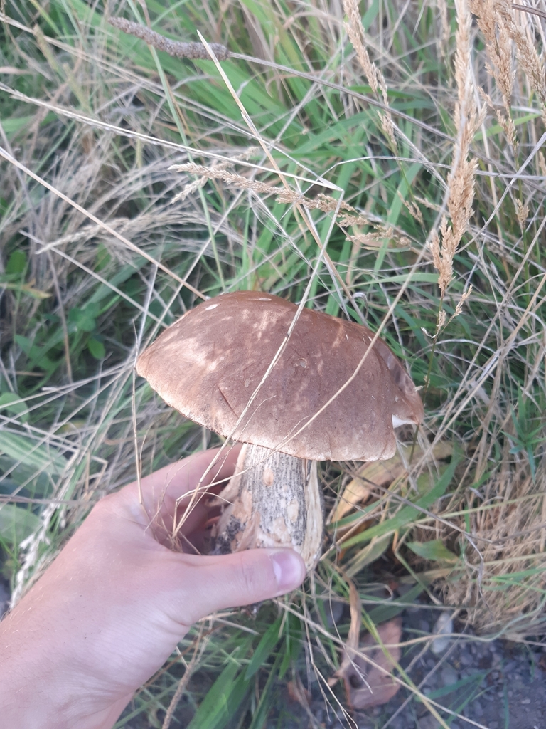 Leccinum scabrum · February 2025 · photo: © georgecox (iNaturalist, cc0)