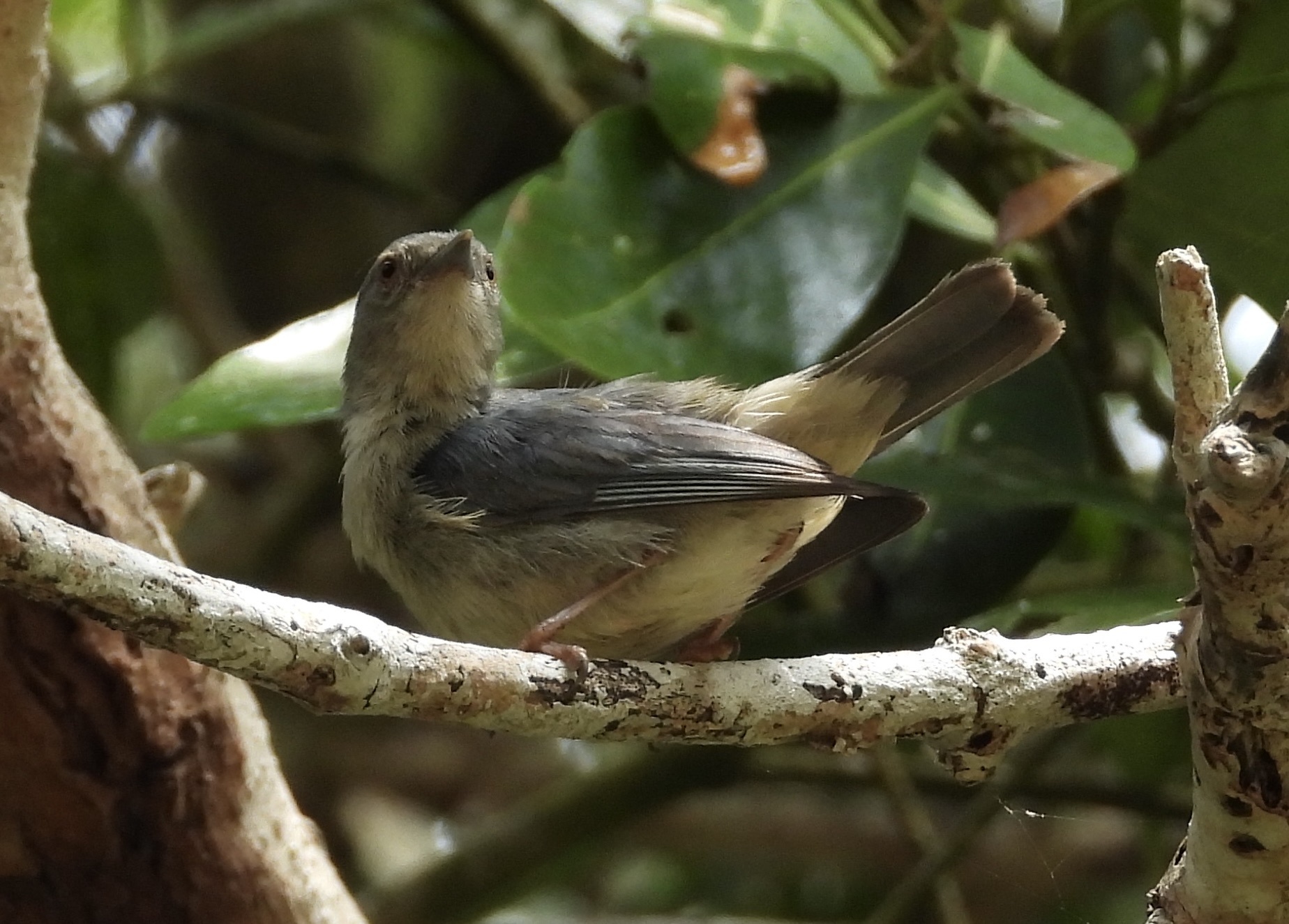 Bicolored Conebill (Conirostrum bicolor), photo 4
