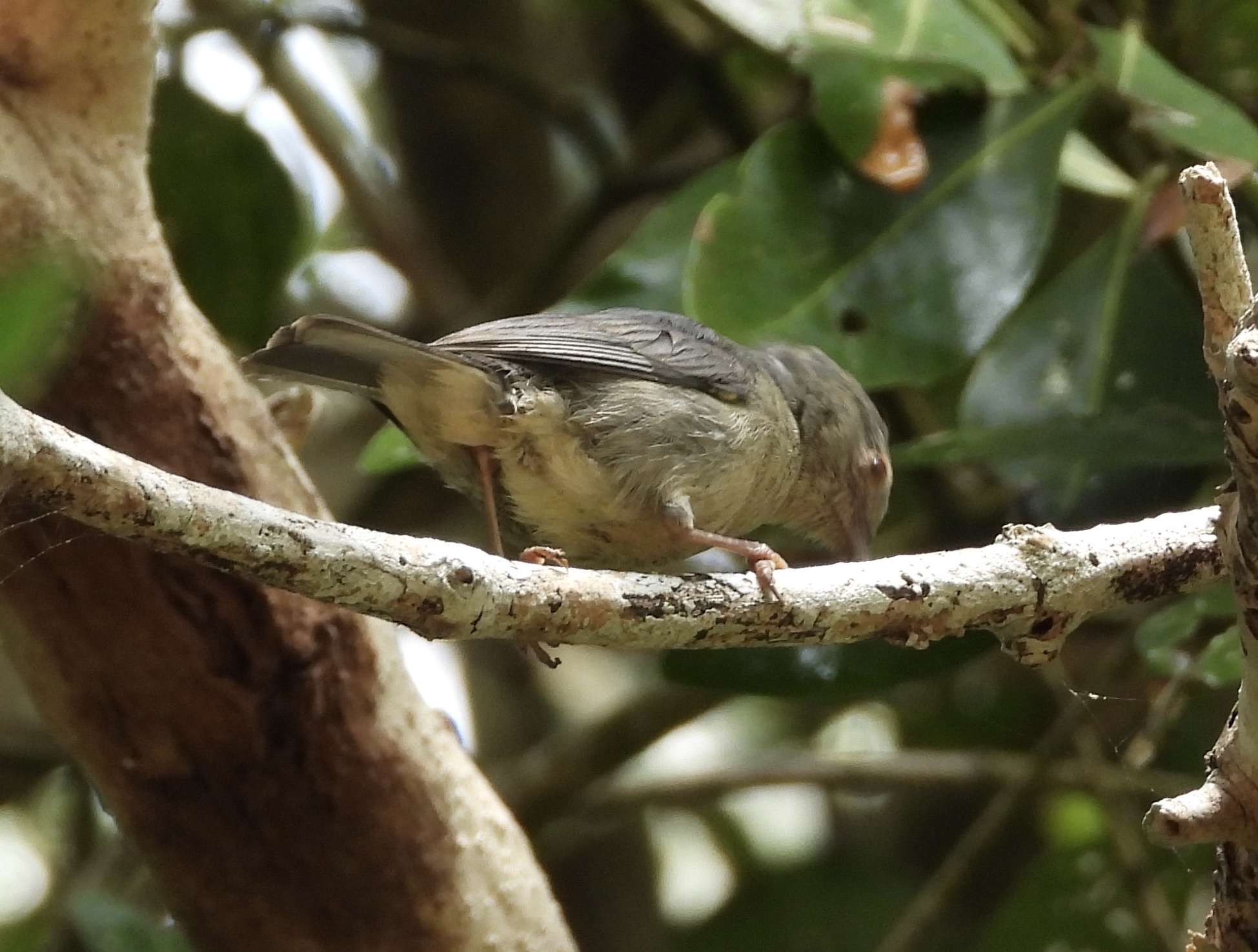 Bicolored Conebill (Conirostrum bicolor), photo 5