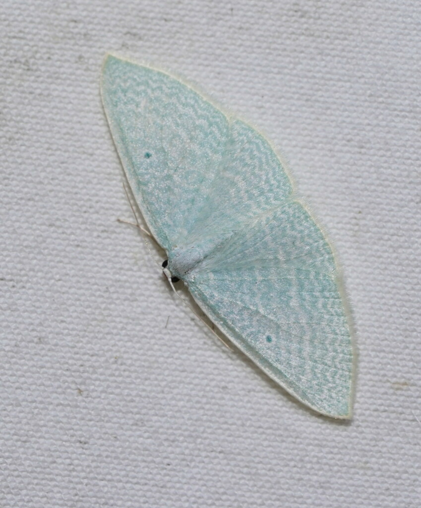 Poecilasthena fragilis