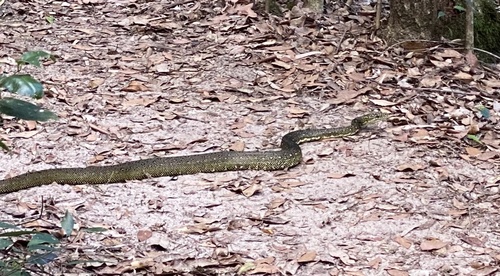 Diamond Python sighting