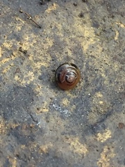 Euconulus fulvus