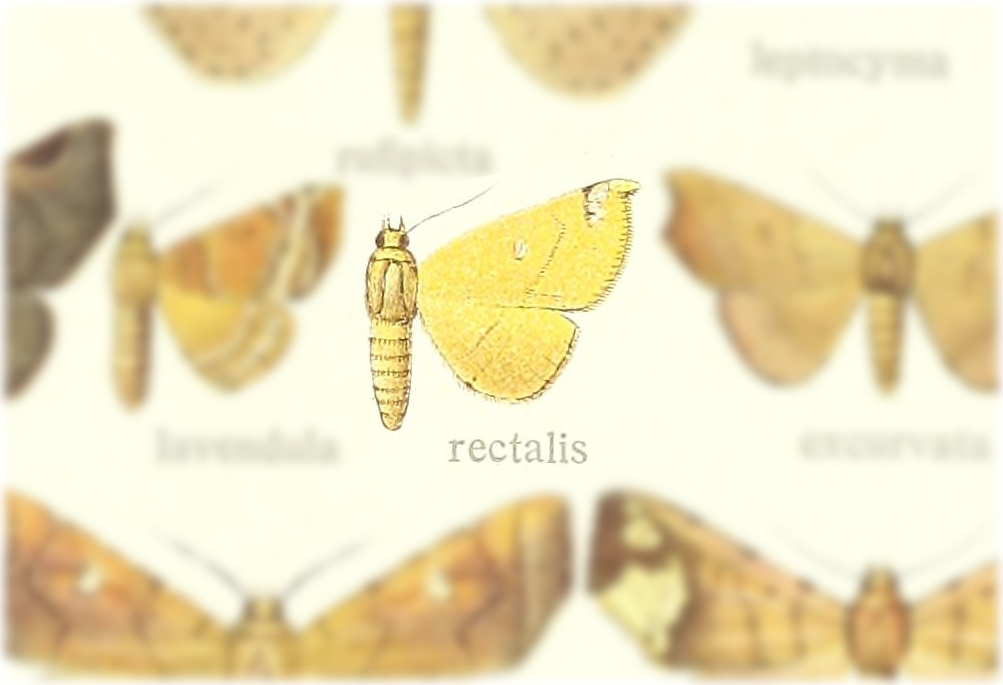 Herpeperas rectalis