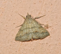 Gesonia obeditalis