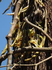 (c) Divya Mudappa, some rights reserved (CC BY-SA) Dendrobium heterocarpum, photograph (c) Divya Mudappa, some rights reserved (CC BY-SA)