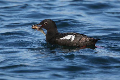 Pigeon Guillemot