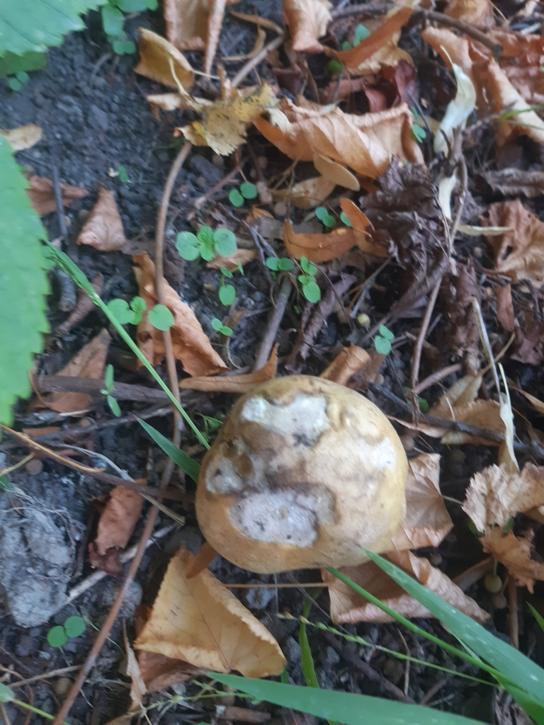 Scleroderma bovista · February 2025 · photo: © georgecox (iNaturalist, cc0)