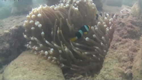 Amphiprion clarkii