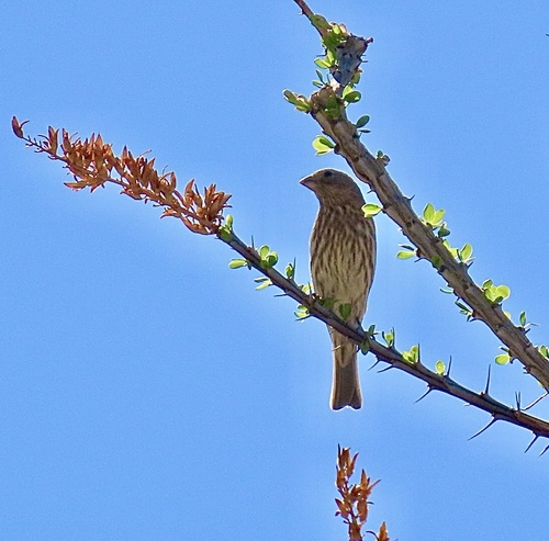 iNaturalist observation photo of Fouquieria splendens splendens