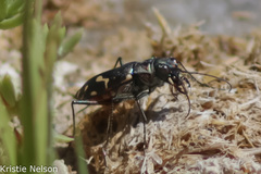 Cicindela haemorrhagica