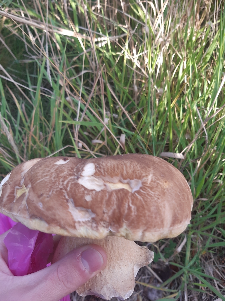 Boletus edulis · February 2025 · photo: © georgecox (iNaturalist, cc0)