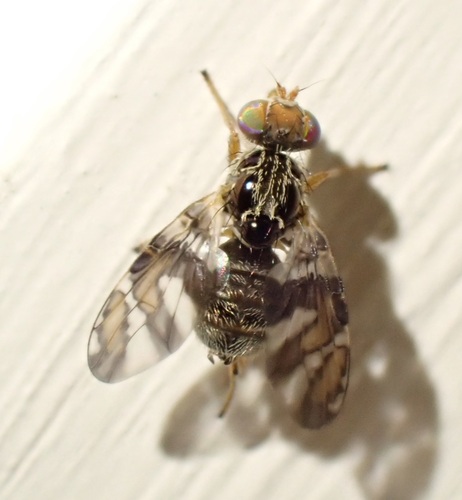 Procecidochares utilis Stone, 1947