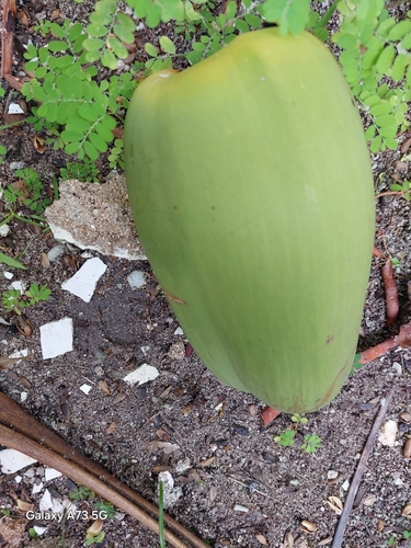 Cocos nucifera